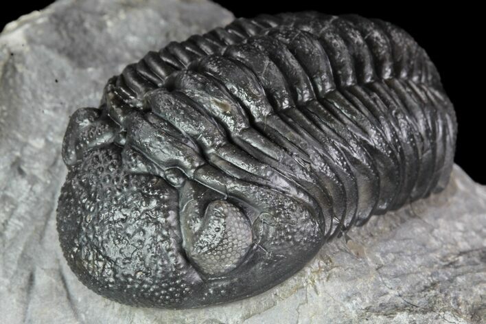 Detailed Morocops Trilobite - Exellent Facets #87582